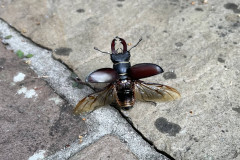 A male stag beetle ready to fly by Peta Vear
