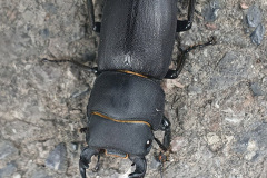 Lesser stag beetle by Georgina Lake