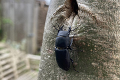 Lesser stag beetle by Robert Spring
