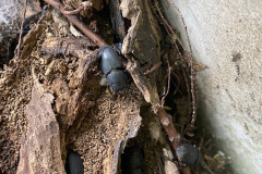 Lesser stag beetle by Karl Hay