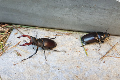 Male and female stag beetle by George Farquhar
