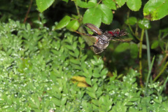 Male stag beetle in flight by Thomas Randell