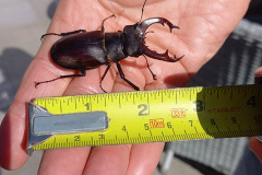 Male stag beetle by Angela Bardell