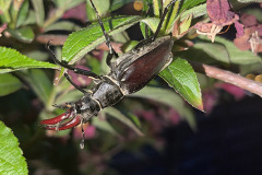 Male stag beetle by Emma Bailey