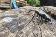 Male stag beetle by Joe Adamczewski