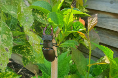 Male stag beetle by Mark Jordan