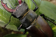 Male stag beetle by Martin Rickard