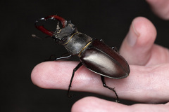 Male stag beetle by Andrew Neal