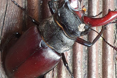 Male stag beetle by Gary Sangwell