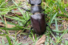 Male stag beetle by Jenny Pattison