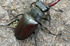 Male stag beetle by Rosie Razzall