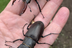 Male stag beetles by Jon Jordan