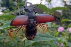 Male stag beetle with wings spread by Ashleigh Cook