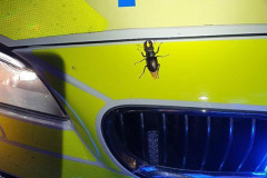 Stag beetle on a police car by Jonny Housby