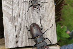 Two male stag beetles by Austen Gillon