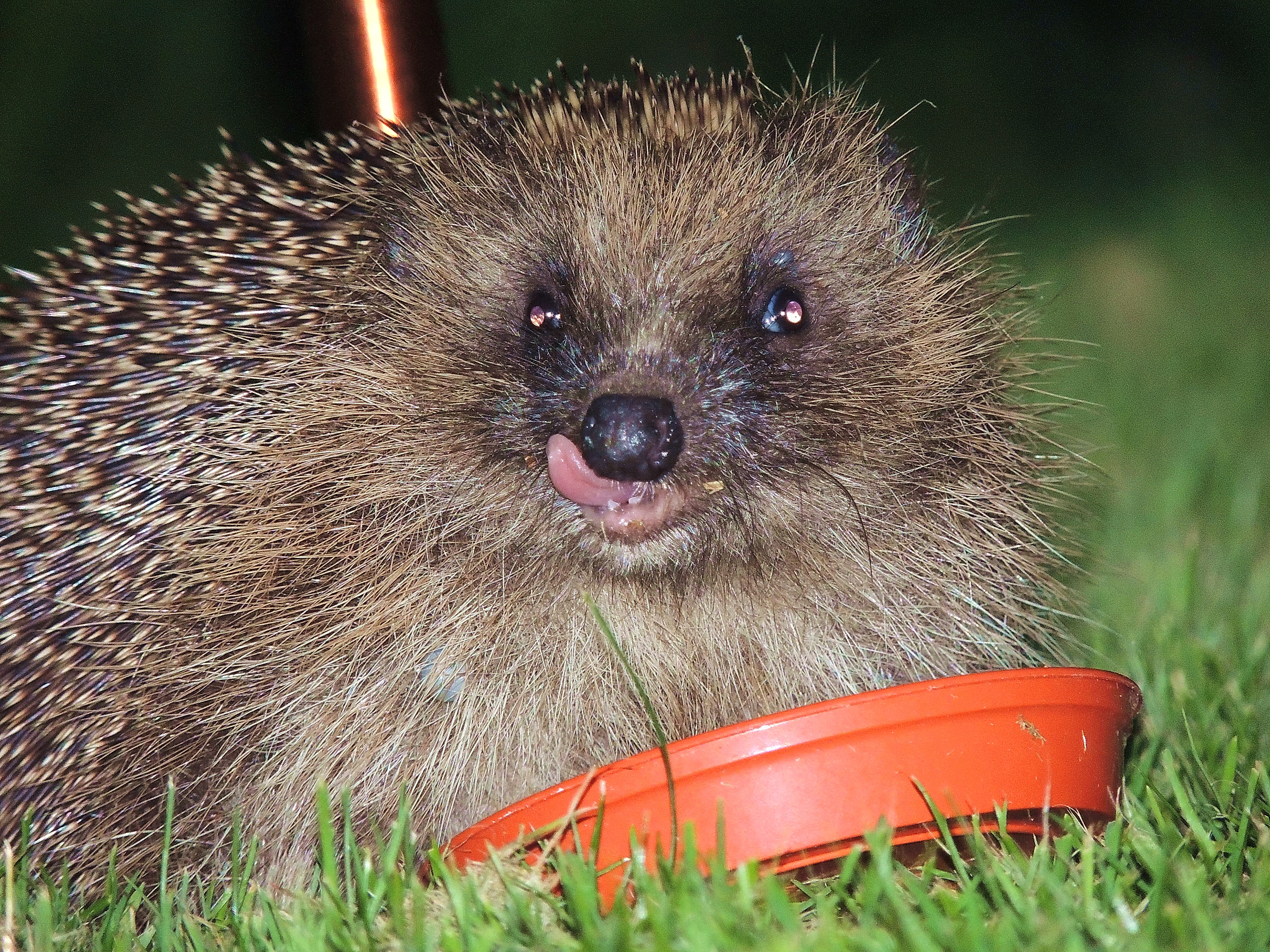 Hedgehog People S Trust For Endangered Species
