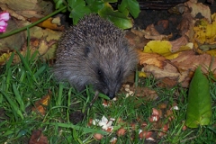 Photo from Hedgehog Street