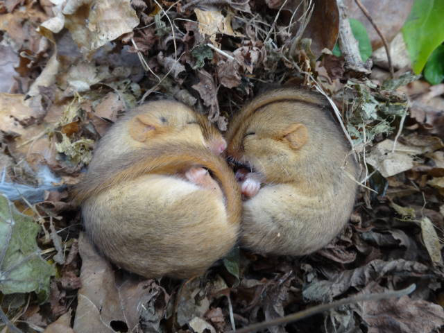 Torpid dormice by Barry Dunham