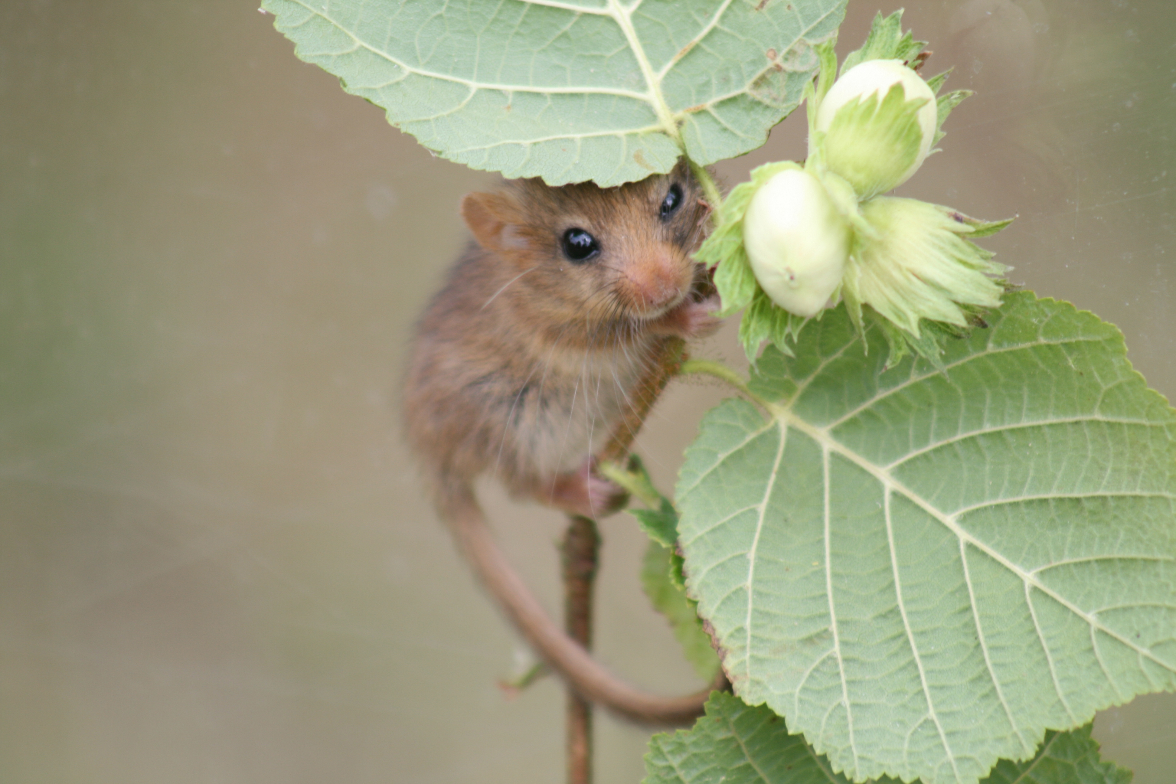 Hazel dormice by John Webley
