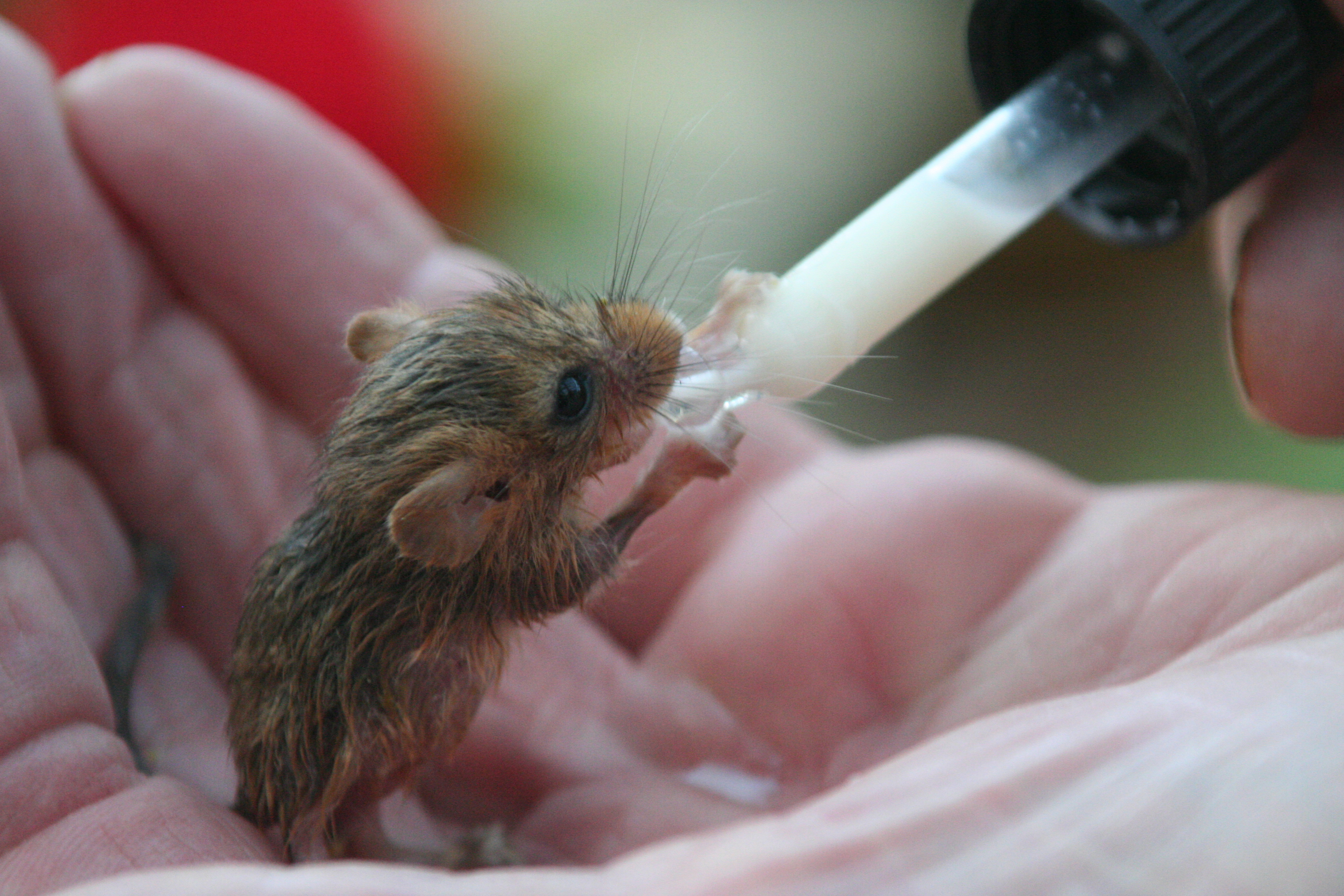 Feeding a baby dormouse by Paul Manchester