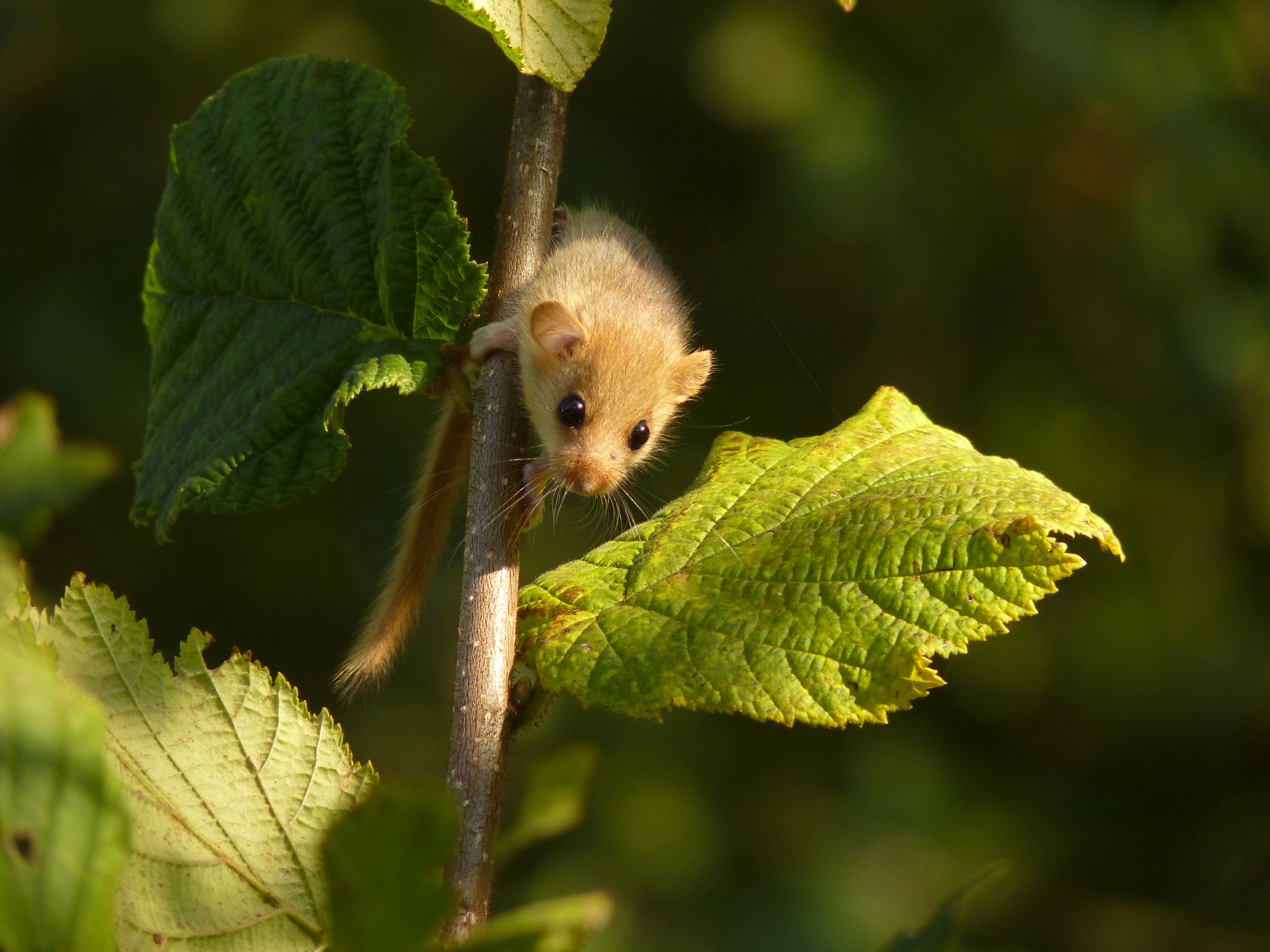 Foraging dormouse by Ruud Foppen