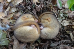 Torpid dormice by Barry Dunham