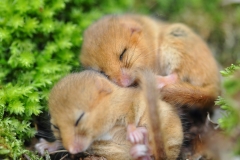 Torpid dormice by Lorna Griffiths