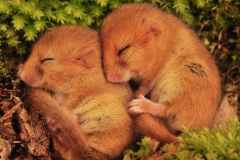 Two torpid dormice by Lorna Griffiths