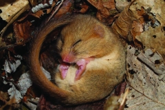 Dormouse curled up by Hattie Spray