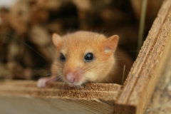 Dormouse poking head out of dormouse house