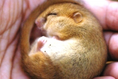 Dormouse in torpor in a hand by Rhys Owen Roberts