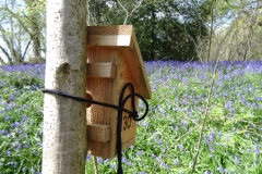 Dormouse box with bluebells by Henry Johnson