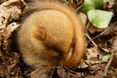 Dormouse curled up by Ruud Foppen