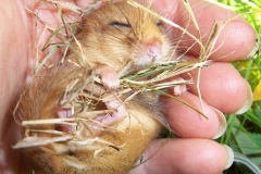 Dormouse with Hay by Bev Lewis