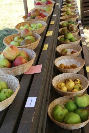 Apple day at Cotehele by Kate Merry