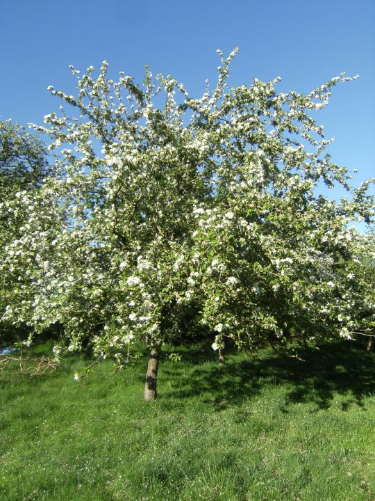 Apple tree in blossom by Rosemary Wisdom