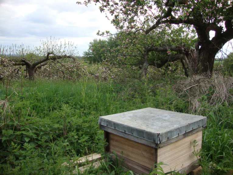 Bait hive in orchard by Henry Johnson