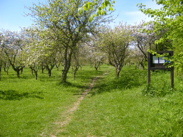 Rivers Community Orchard by Joseph Fitzgerald