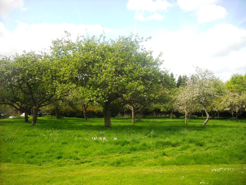 The orchard at Bradenham Manor by Len Bernamont