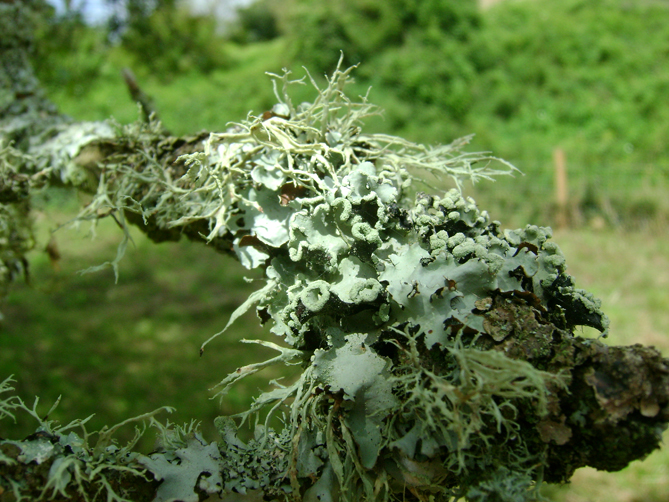 Lichen attracted to malus by Wayne Farrell
