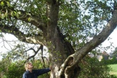 70 year old bramley by Henry Johnson