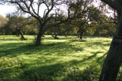Apple Orchard, Brookethorpe by Chris Wedge