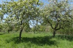 AppleOrchardPlymtree_OrchardInSun