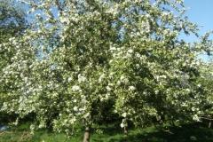 Apple tree in blossom by Rosemary Wisdom