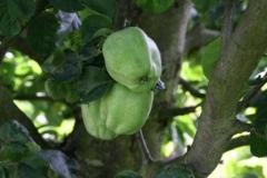 Apples by Mark Claybrough