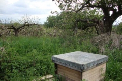 Bait hive in orchard by Henry Johnson