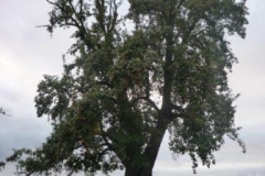 Beneath a pear tree by Henry Johnson