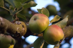 Bramley Late Spring by Wayne Farrell