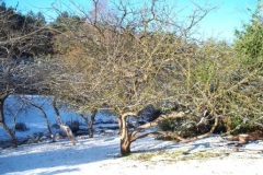 Chilworth Orchard by Graham Tibble