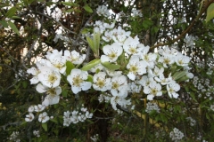 Full Bloom by Sharon Bailey